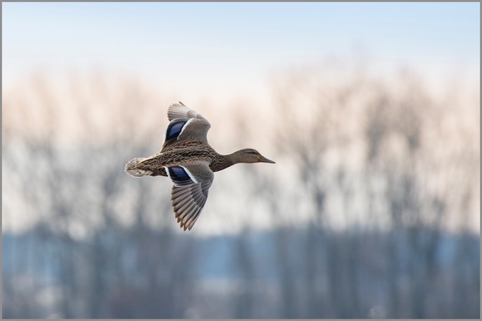 Female Mallard in flight WEB copy