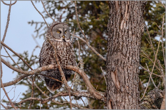 Great Grey Owl WEB