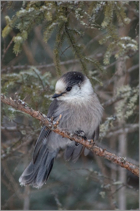 Grey Jay WEB