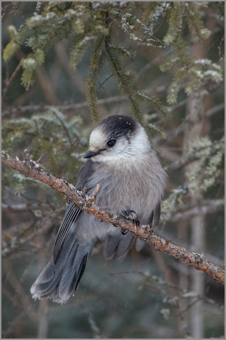 Grey Jay WEB