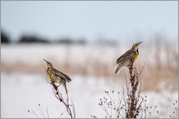 Meadowlarks WEB