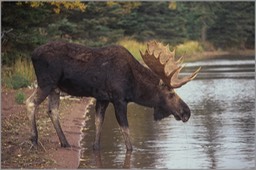 Moose 5 WEB