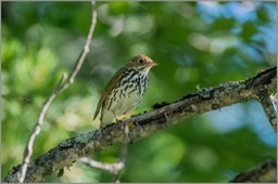 Ovenbird 7748 WEB