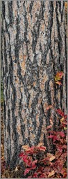 Pine Tree & Oak Leaves WEB