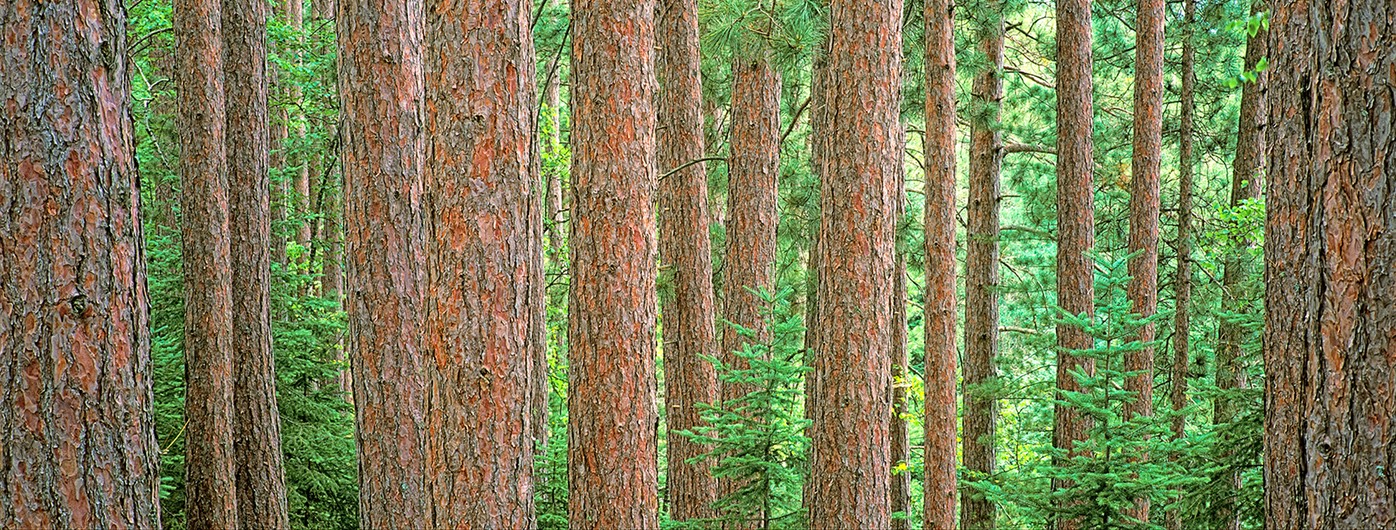 Red Pine WEB