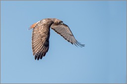 Red-tailed Hawk Hwy 36 WEB copy