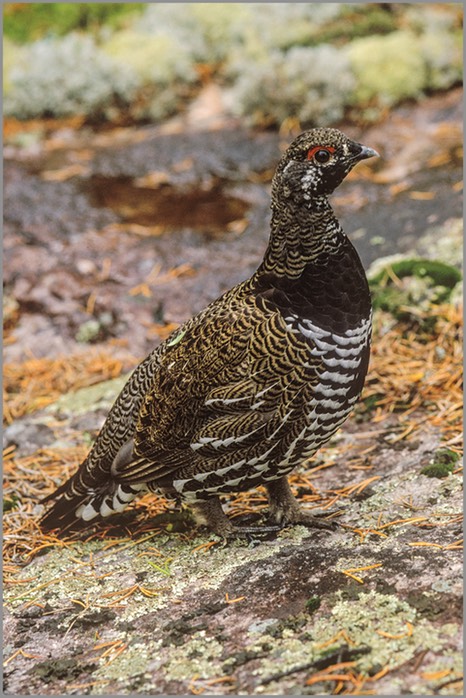 Spruce grouse WEB