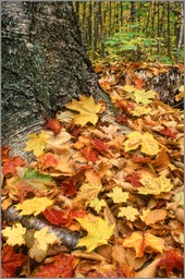 The Leaf tree (Isle Royale) WEB