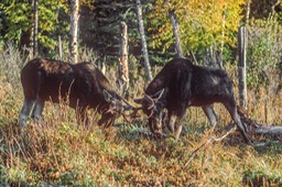 Young bulls fighting WEB